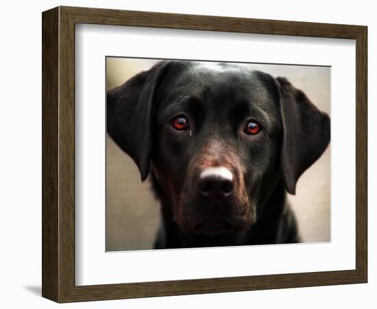 Pam the Guide Dog, January 1998-null-Framed Photographic Print