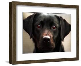 Pam the Guide Dog, January 1998-null-Framed Photographic Print