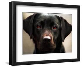 Pam the Guide Dog, January 1998-null-Framed Photographic Print