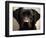 Pam the Guide Dog, January 1998-null-Framed Photographic Print