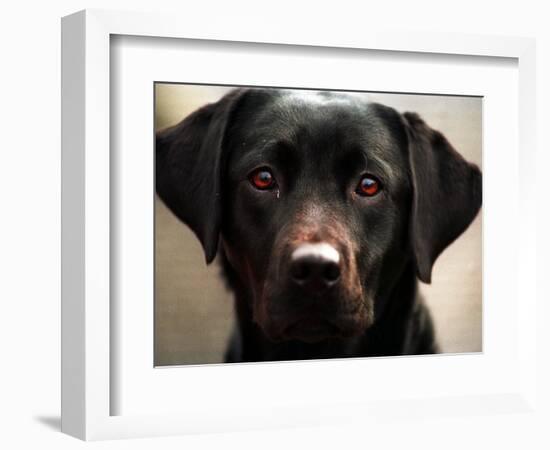 Pam the Guide Dog, January 1998-null-Framed Photographic Print