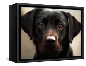 Pam the Guide Dog, January 1998-null-Framed Stretched Canvas