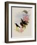 Pamela's Sunbeam, Agl?actis Pamela-John Gould-Framed Giclee Print