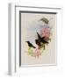 Pamela's Sunbeam, Agl?actis Pamela-John Gould-Framed Giclee Print