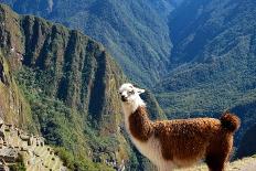 Llama above Macchu Picchu-pamelasproof-Photographic Print