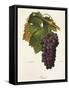 Pamit Grape-A. Kreyder-Framed Stretched Canvas