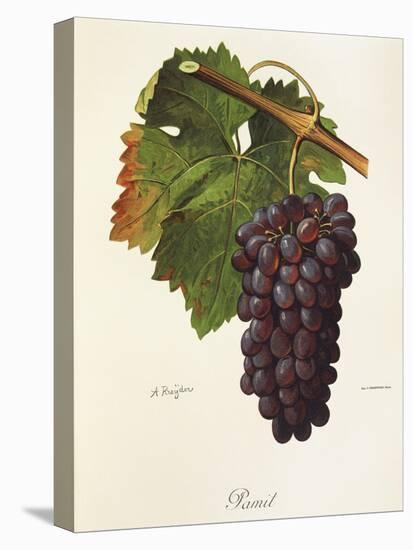 Pamit Grape-A. Kreyder-Stretched Canvas