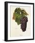 Pamit Grape-A. Kreyder-Framed Giclee Print