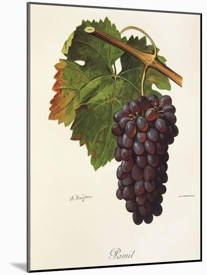 Pamit Grape-A. Kreyder-Mounted Giclee Print