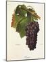 Pamit Grape-A. Kreyder-Mounted Giclee Print