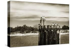 Pamlico Gulls II-Alan Hausenflock-Stretched Canvas