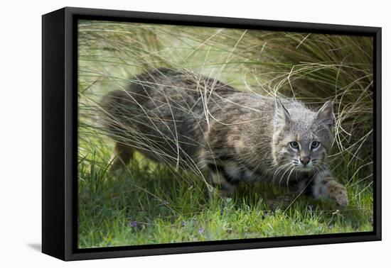 Pampas cat (Leopardus colocola) La Pampa Province, Argentina-Gabriel Rojo-Framed Stretched Canvas