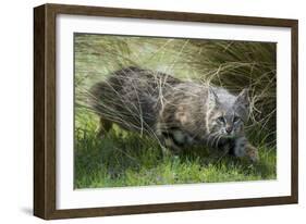 Pampas cat (Leopardus colocola) La Pampa Province, Argentina-Gabriel Rojo-Framed Photographic Print