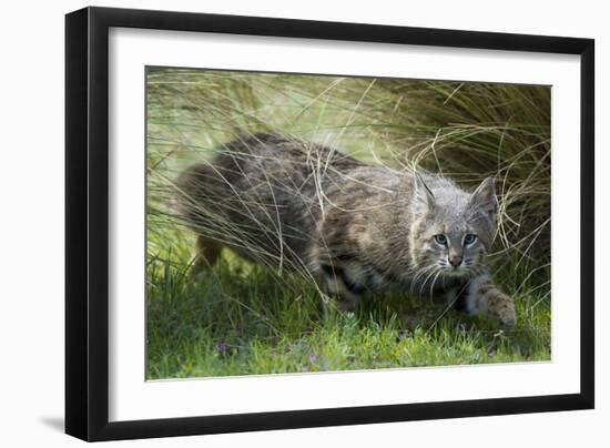 Pampas cat (Leopardus colocola) La Pampa Province, Argentina-Gabriel Rojo-Framed Photographic Print