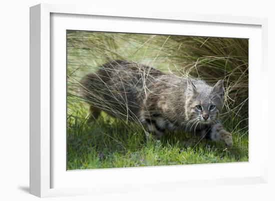 Pampas cat (Leopardus colocola) La Pampa Province, Argentina-Gabriel Rojo-Framed Photographic Print