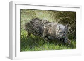 Pampas cat (Leopardus colocola) La Pampa Province, Argentina-Gabriel Rojo-Framed Photographic Print