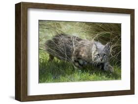 Pampas cat (Leopardus colocola) La Pampa Province, Argentina-Gabriel Rojo-Framed Photographic Print