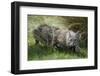 Pampas cat (Leopardus colocola) La Pampa Province, Argentina-Gabriel Rojo-Framed Photographic Print