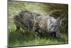 Pampas cat (Leopardus colocola) La Pampa Province, Argentina-Gabriel Rojo-Mounted Photographic Print