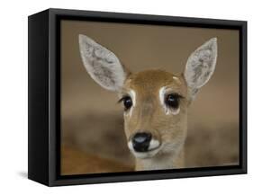 Pampas Deer, Fawn (Ozotoceros Bezoarticus) Serra Da Bodoquena, Mato Grosso Do Sur Province-Pete Oxford-Framed Stretched Canvas