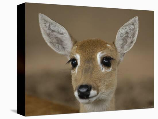 Pampas Deer, Fawn (Ozotoceros Bezoarticus) Serra Da Bodoquena, Mato Grosso Do Sur Province-Pete Oxford-Stretched Canvas