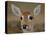 Pampas Deer, Fawn (Ozotoceros Bezoarticus) Serra Da Bodoquena, Mato Grosso Do Sur Province-Pete Oxford-Stretched Canvas