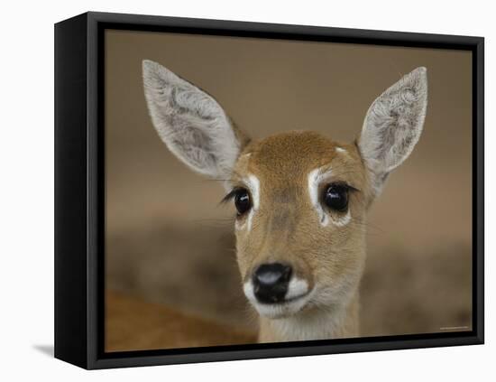 Pampas Deer, Fawn (Ozotoceros Bezoarticus) Serra Da Bodoquena, Mato Grosso Do Sur Province-Pete Oxford-Framed Stretched Canvas