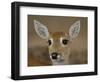 Pampas Deer, Fawn (Ozotoceros Bezoarticus) Serra Da Bodoquena, Mato Grosso Do Sur Province-Pete Oxford-Framed Premium Photographic Print