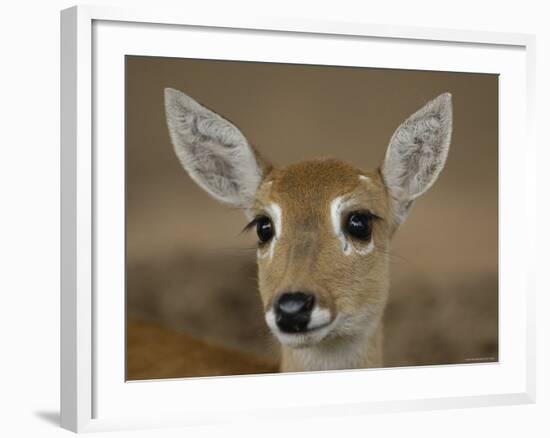 Pampas Deer, Fawn (Ozotoceros Bezoarticus) Serra Da Bodoquena, Mato Grosso Do Sur Province-Pete Oxford-Framed Photographic Print