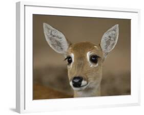 Pampas Deer, Fawn (Ozotoceros Bezoarticus) Serra Da Bodoquena, Mato Grosso Do Sur Province-Pete Oxford-Framed Photographic Print