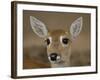 Pampas Deer, Fawn (Ozotoceros Bezoarticus) Serra Da Bodoquena, Mato Grosso Do Sur Province-Pete Oxford-Framed Photographic Print