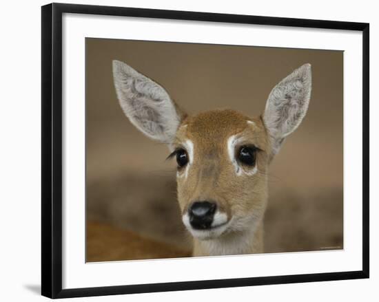 Pampas Deer, Fawn (Ozotoceros Bezoarticus) Serra Da Bodoquena, Mato Grosso Do Sur Province-Pete Oxford-Framed Photographic Print