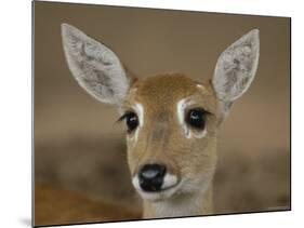 Pampas Deer, Fawn (Ozotoceros Bezoarticus) Serra Da Bodoquena, Mato Grosso Do Sur Province-Pete Oxford-Mounted Photographic Print