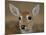 Pampas Deer, Fawn (Ozotoceros Bezoarticus) Serra Da Bodoquena, Mato Grosso Do Sur Province-Pete Oxford-Mounted Photographic Print