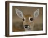 Pampas Deer, Fawn (Ozotoceros Bezoarticus) Serra Da Bodoquena, Mato Grosso Do Sur Province-Pete Oxford-Framed Photographic Print