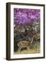 Pampas Deer (Ozotoceros Bezoarticus) Buck In Velvet Standing By Flowering Tree, Pantanal, Brazil-Angelo Gandolfi-Framed Photographic Print