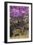 Pampas Deer (Ozotoceros Bezoarticus) Buck In Velvet Standing By Flowering Tree, Pantanal, Brazil-Angelo Gandolfi-Framed Photographic Print