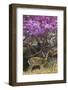 Pampas Deer (Ozotoceros Bezoarticus) Buck In Velvet Standing By Flowering Tree, Pantanal, Brazil-Angelo Gandolfi-Framed Photographic Print