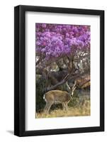 Pampas Deer (Ozotoceros Bezoarticus) Buck In Velvet Standing By Flowering Tree, Pantanal, Brazil-Angelo Gandolfi-Framed Photographic Print