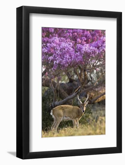 Pampas Deer (Ozotoceros Bezoarticus) Buck In Velvet Standing By Flowering Tree, Pantanal, Brazil-Angelo Gandolfi-Framed Photographic Print