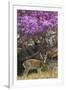 Pampas Deer (Ozotoceros Bezoarticus) Buck In Velvet Standing By Flowering Tree, Pantanal, Brazil-Angelo Gandolfi-Framed Photographic Print