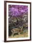 Pampas Deer (Ozotoceros Bezoarticus) Buck In Velvet Standing By Flowering Tree, Pantanal, Brazil-Angelo Gandolfi-Framed Photographic Print