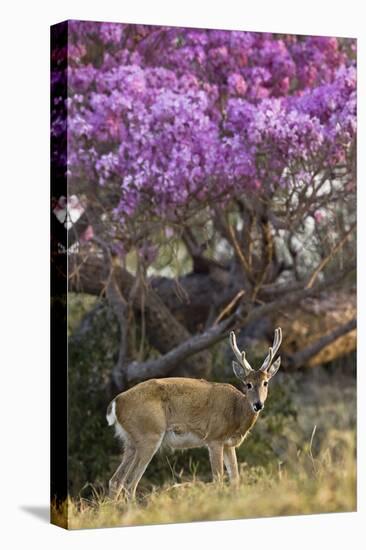 Pampas Deer (Ozotoceros Bezoarticus) Buck In Velvet Standing By Flowering Tree, Pantanal, Brazil-Angelo Gandolfi-Stretched Canvas