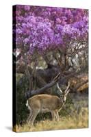 Pampas Deer (Ozotoceros Bezoarticus) Buck In Velvet Standing By Flowering Tree, Pantanal, Brazil-Angelo Gandolfi-Stretched Canvas