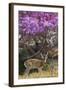 Pampas Deer (Ozotoceros Bezoarticus) Buck In Velvet Standing By Flowering Tree, Pantanal, Brazil-Angelo Gandolfi-Framed Photographic Print