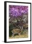 Pampas Deer (Ozotoceros Bezoarticus) Buck In Velvet Standing By Flowering Tree, Pantanal, Brazil-Angelo Gandolfi-Framed Photographic Print