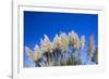 Pampas grass, Cannon Beach, Oregon, USA-Panoramic Images-Framed Photographic Print