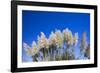 Pampas grass, Cannon Beach, Oregon, USA-Panoramic Images-Framed Photographic Print