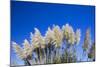 Pampas grass, Cannon Beach, Oregon, USA-Panoramic Images-Mounted Photographic Print