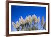 Pampas grass, Cannon Beach, Oregon, USA-Panoramic Images-Framed Photographic Print